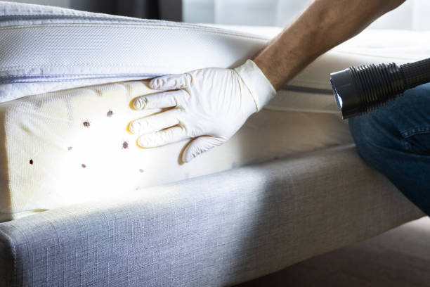 Best Bed Bug Extermination  in Huntgburg, IN